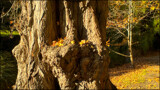 Gnarly Old Tree Trunk by LynEve, photography->nature gallery