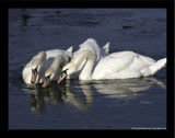 The Three Musketeers by Mauntnbeika, Photography->Birds gallery