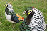 Lady Amherst Pheasant  by Paul_Gerritsen, Photography->Birds gallery