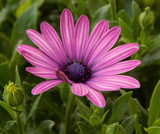 Osteospermum by trixxie17, photography->flowers gallery