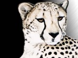 Cheetah by Crusader, photography->manipulation gallery