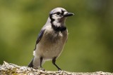 Mr. Blue Jay. by egggray, Photography->Birds gallery