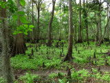 The enchanted swamp by GomekFlorida, photography->nature gallery