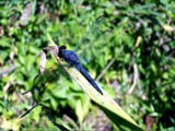 Dragonfly Blues by bfrank, Photography->Insects/Spiders gallery