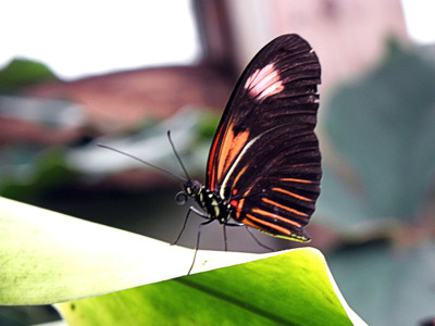 Click here to view at full resolution.