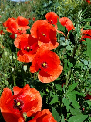 Click here to view at full resolution.