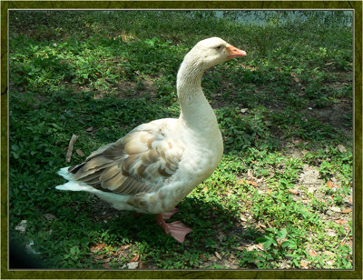 Click here to view at full resolution.