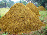 Hay heap by sahadk, Photography->Landscape gallery