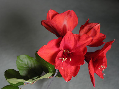 Click here to view at full resolution.