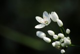 Wild garlic flowers - 1 by elektronist, photography->flowers gallery