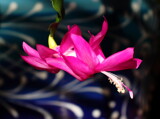 Christmas Cactus by Tomeast, photography->flowers gallery