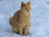 Snow Cat by bfrank, photography->pets gallery