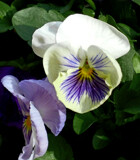 My 2026 Pansies - 3 by trixxie17, photography->flowers gallery