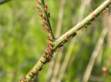 Red Aphids by sunny184, photography->insects/spiders gallery