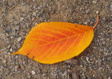 orange sheet by crystaliane, Photography->Nature gallery