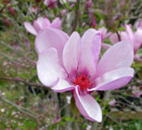 Super Bloom by PatAndre, photography->flowers gallery