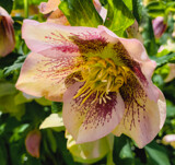 Lenten Rose by Pistos, photography->flowers gallery