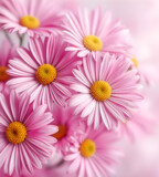 Pink by danika, photography->flowers gallery