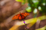 Gulf Fritillary (2) by Pistos, photography->butterflies gallery