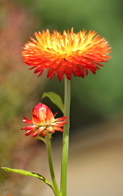 Click here to view at full resolution.