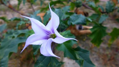 Click here to view at full resolution.