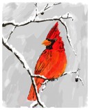 Winter Red Bird by bfrank, illustrations gallery