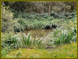 Pond Life. by ronsaunders47, Photography->Landscape gallery