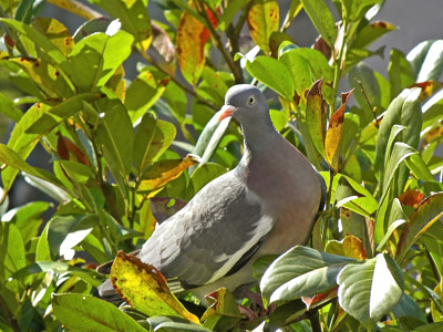Click here to view at full resolution.