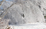 Silver Birch by Tomeast, photography->nature gallery