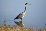 Big Bird Goes Fishing by rahto, Photography->Birds gallery