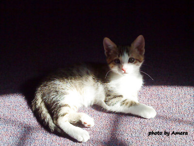 Click here to view at full resolution.