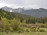 Rocky Mountain Elk by jeremy_depew, Photography->Mountains gallery