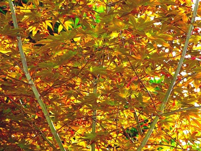 Click here to view at full resolution.