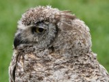 Great Horned Owl (Bubo virginianus) Amerikaanse oehoe by cameraatje, photography->birds gallery