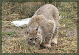 Bobcat by scorpie, Photography->Animals gallery