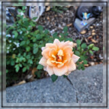 Rose 1 by Flmngseabass, photography->flowers gallery