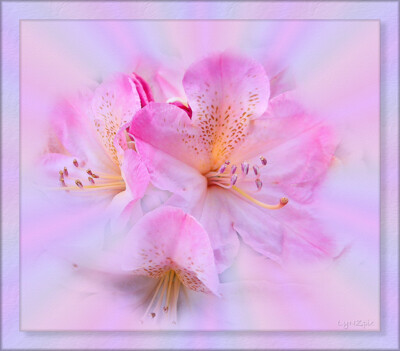 Click here to view at full resolution.