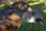 Tapir by Ramad, photography->animals gallery