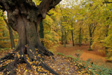 A walk in the forest - the old tree by Paul_Gerritsen, Photography->Nature gallery