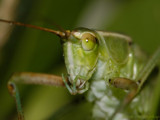Those Lips, Those Eyes by ryzst, photography->insects/spiders gallery