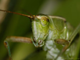 Those Lips, Those Eyes by ryzst, photography->insects/spiders gallery