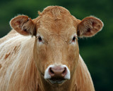 Here's looking at moo by biffobear, photography->animals gallery