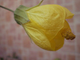 Lanterna Chinesa - Amarela by descrove, Photography->Flowers gallery