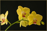 Yellow Orchids by Ramad, photography->flowers gallery