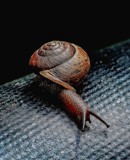 Slippery, Squiggly Slimy Snail.....with a hint of by nanadoo, photography->animals gallery