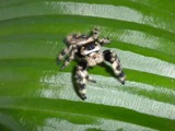 Black and White Jumping Spider by sunny184, photography->insects/spiders gallery