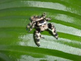 Black and White Jumping Spider by sunny184, photography->insects/spiders gallery