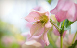 Hellebore - Pink by Pixleslie, Photography->Flowers gallery