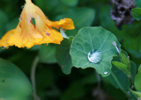 One Big Drop by Skynet5, Photography->Macro gallery