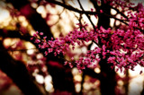 Red Bud Lovlies by vangoughs, photography->flowers gallery